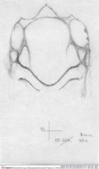 Historische Skizze/Zeichnung von Mesoparapylocheles zapfei (Fraaije et al., 2019) (NHMW-AFW-GEO-BACHMAYER-FOTO-1990-0041-0604)